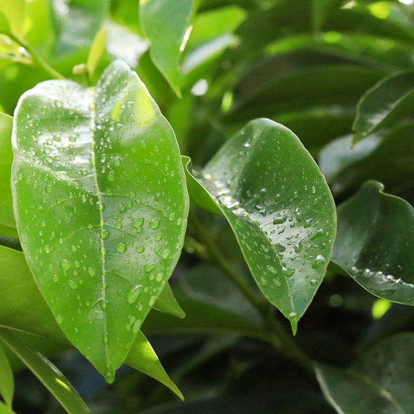 Soursop