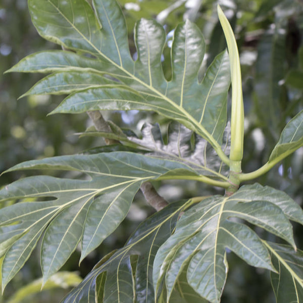 Breadfruit (‘Ulu)