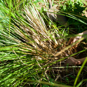 Vetiver Hydrosol — view 3 of 3
