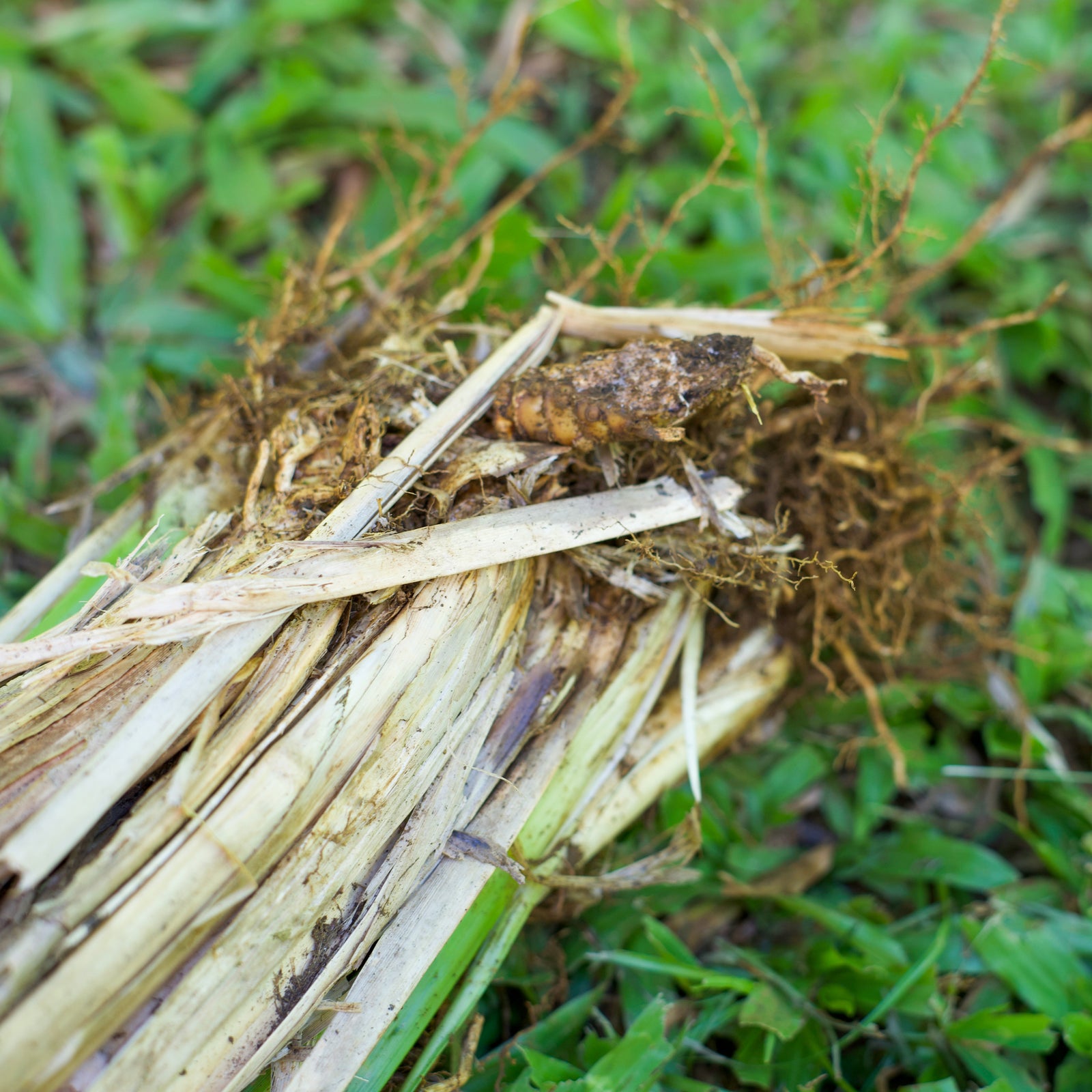 NEW Vetiver Hydrosol