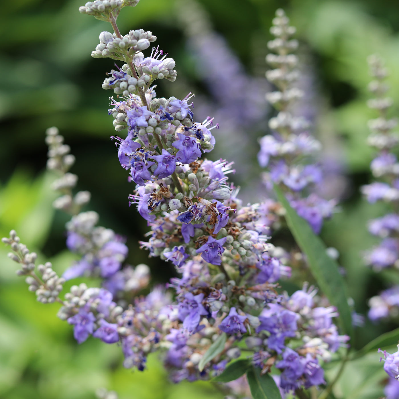 Chaste Berry Tincture