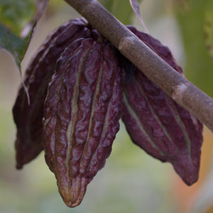 Chai Spice Blend featuring Cacao — view 4 of 7