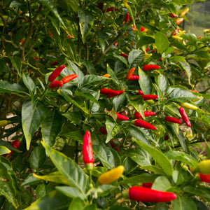 Ni;oi Hawaiian Chili Peppers on the bush Kauai Farmacy