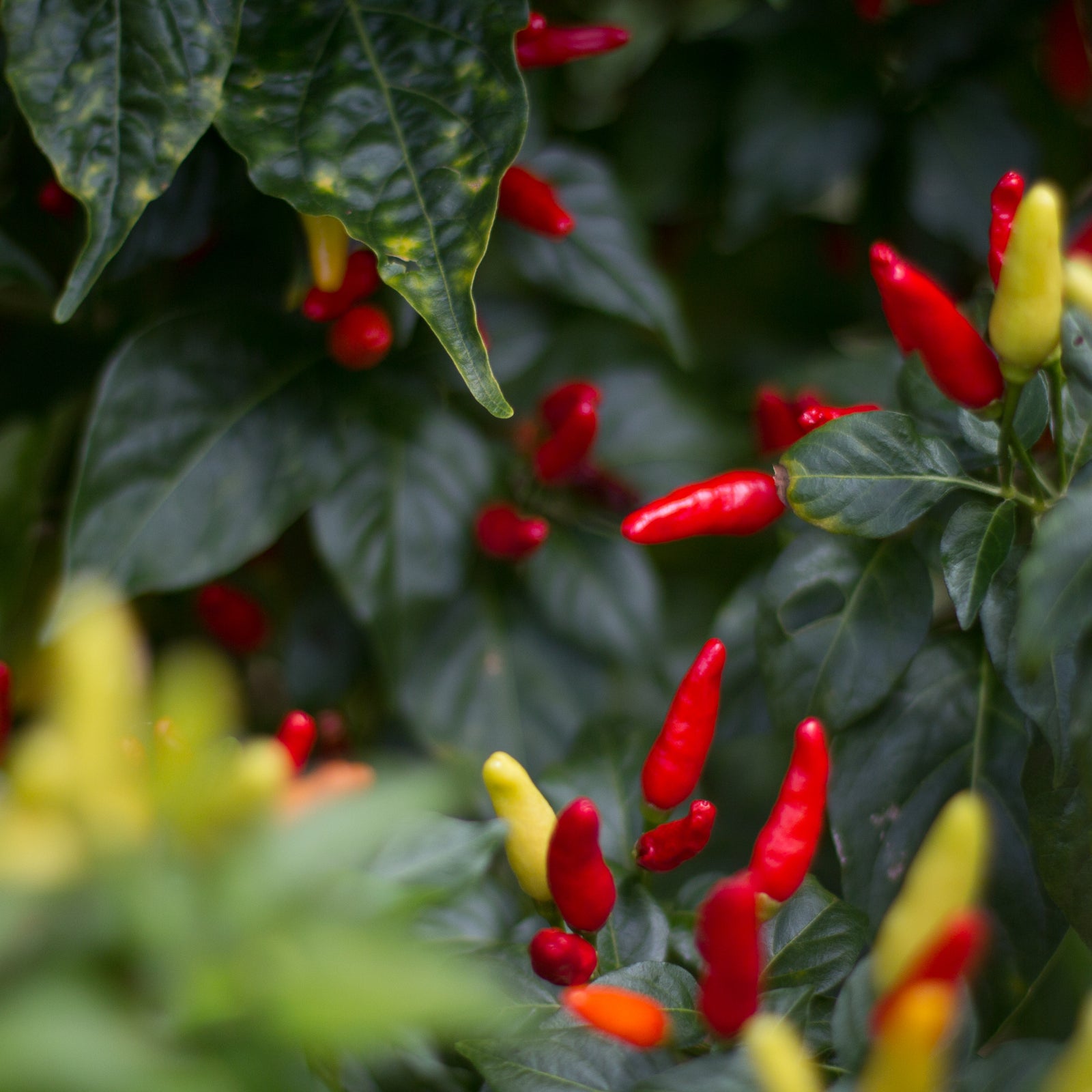 Hawaiian Chili Pepper Tincture