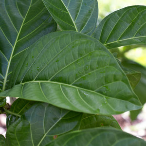 Noni leaf plant medicine organic