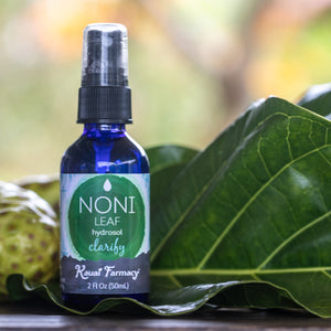 Noni leaf hydrosol steam distilled plant medicine organic 2oz bottle 
