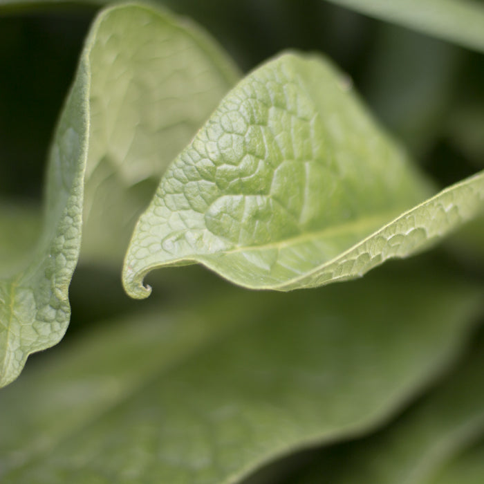 Comfrey Hydrosol